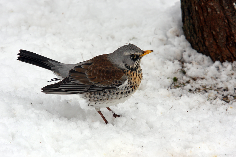 Brinovka
Brinovka v snegu.
Ključne besede: brinovka turdus pilaris