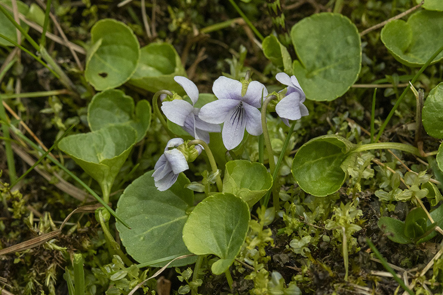 Močvirska vijolica
Te vijolice rasto le na nekaj kvadratnih metrih na barjih Pokljuke.
Ključne besede: močvirska vijolica viola palustris
