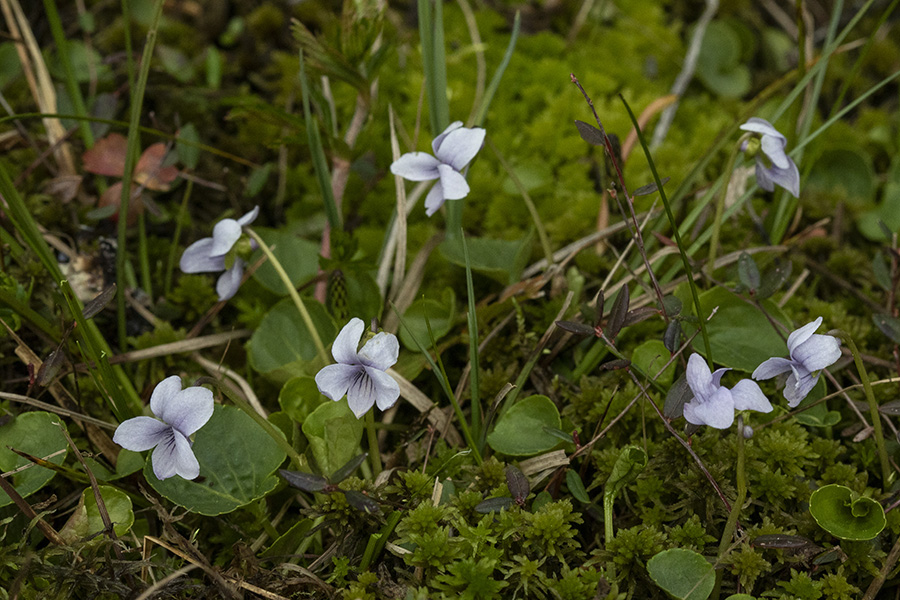 Močvirska vijolica
Močvirska vijolica na Pokljuki.
Ključne besede: močvirska vijolica viola palustris