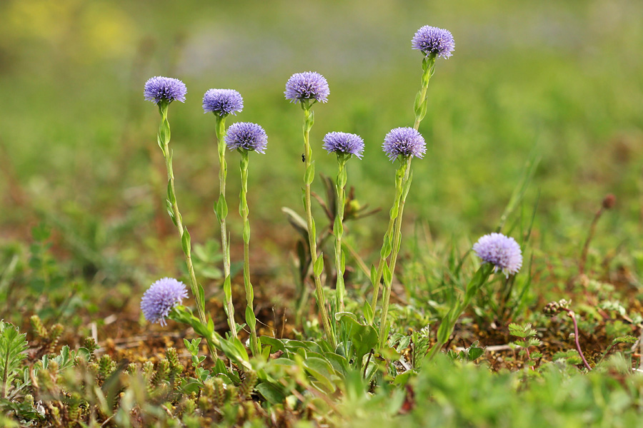 Navadna  mračica  I.
Navadne mračice pod Ajdovskim gradcem.
Ključne besede: navadna  mračica  globularia  punctata