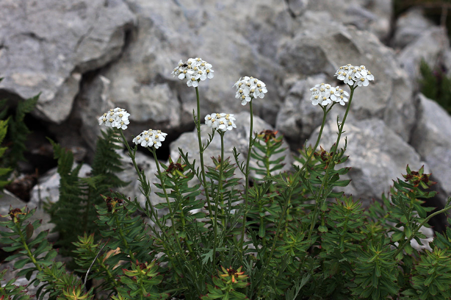Planinski pelin
Planinski pelin v dolini Za Kopico.
Ključne besede: planinski pelin achillea clavenae