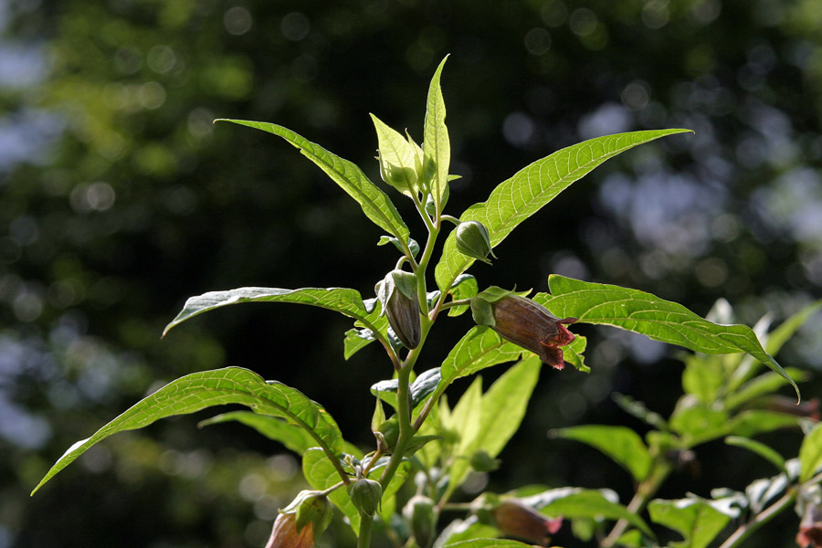 Volčja češnja
Volčja češnja (Atropa belladonna). Do 1,5m visoka zelo strupena rastlina. Na Jelovici.
Ključne besede: volčja češnja atropa belladonna