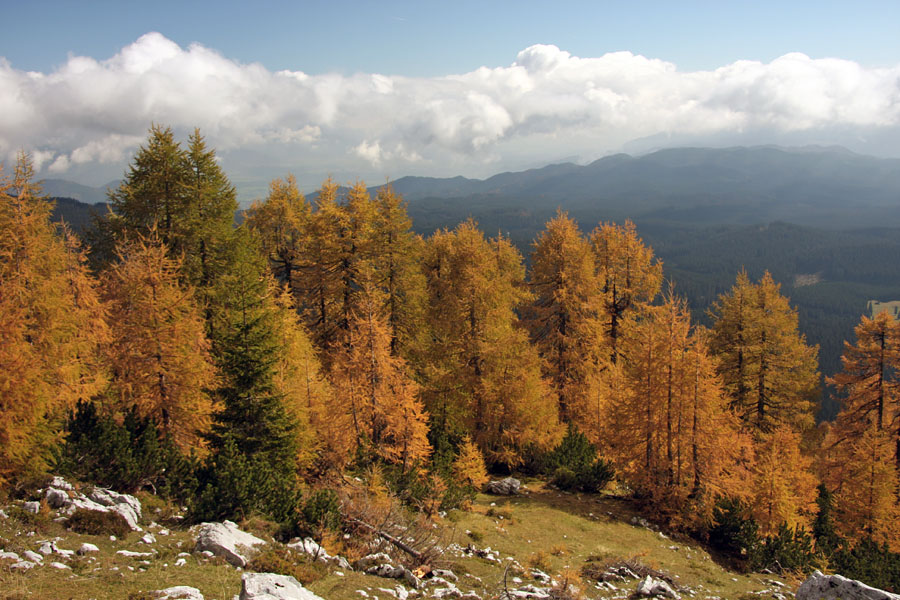 Svet macesnov
Verjetno najlepši čas za obisk Mrežc nad Lipansko planino.
Ključne besede: mrežce lipanska planina macesni jesen