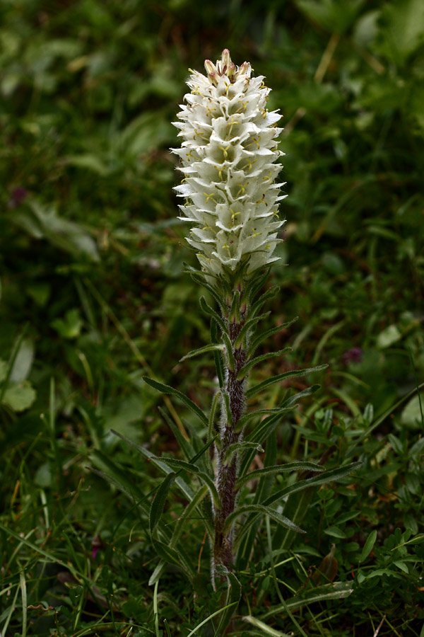 Šopasta zvončica
šopasta zvončica na Dednem polju.
Ključne besede: šopasta zvončica campanula thyrsoides