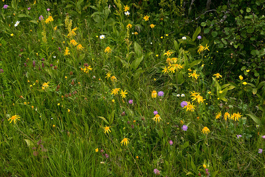 Navadna arnika
Navadna arnika.
Ključne besede: navadna arnika arnica montana