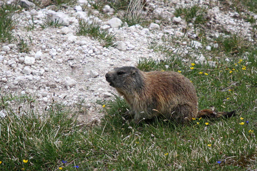 Svizec II.
Svizec nad planino Pecol.
Ključne besede: alpski svizec marmota marmota