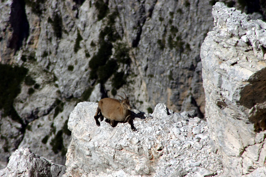 Počitek
Počitek nad prepadom. Kozoroginja. Pod vrhom Viša.
Keywords: kozorog capra ibex ibex