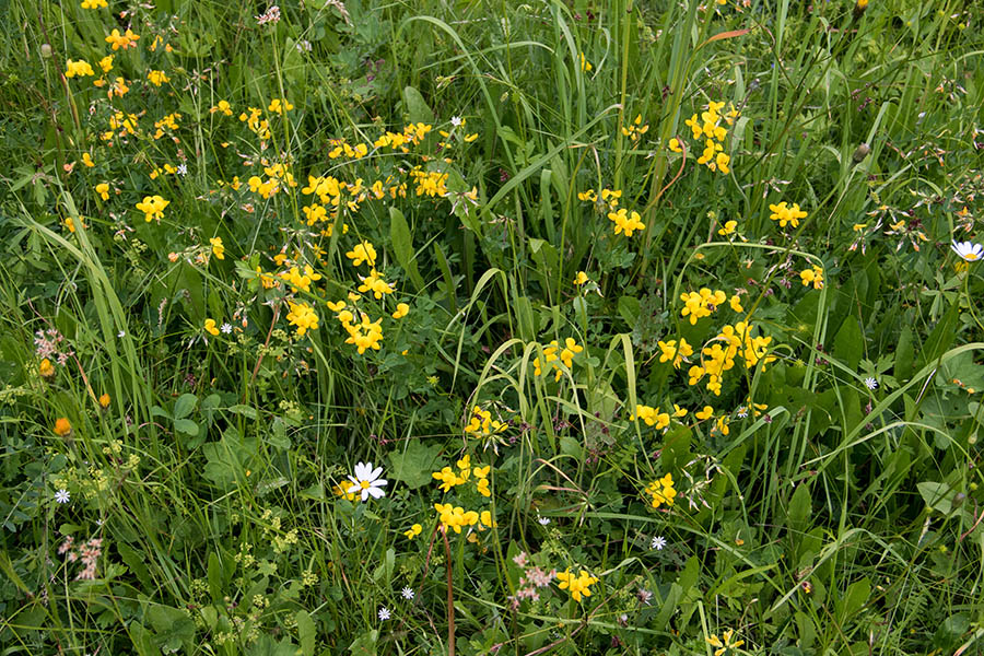 Navadna nokota
Navadna nokota.
Ključne besede: navadna nokota lotus corniculatus