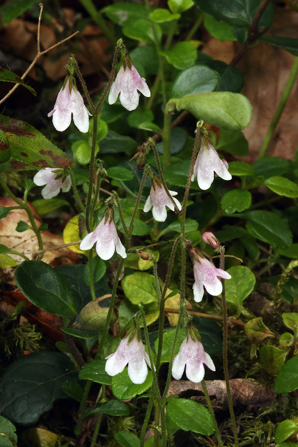 Linejevke
Šopek severnih linejevk.
Ključne besede: severna linejevka linnaea borealis