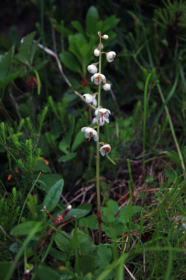Okroglolistna zelenka
Okroglolistna zelenka na sedlu Luknja.
Ključne besede: okroglolistna zelenka pyrola rotundifolia