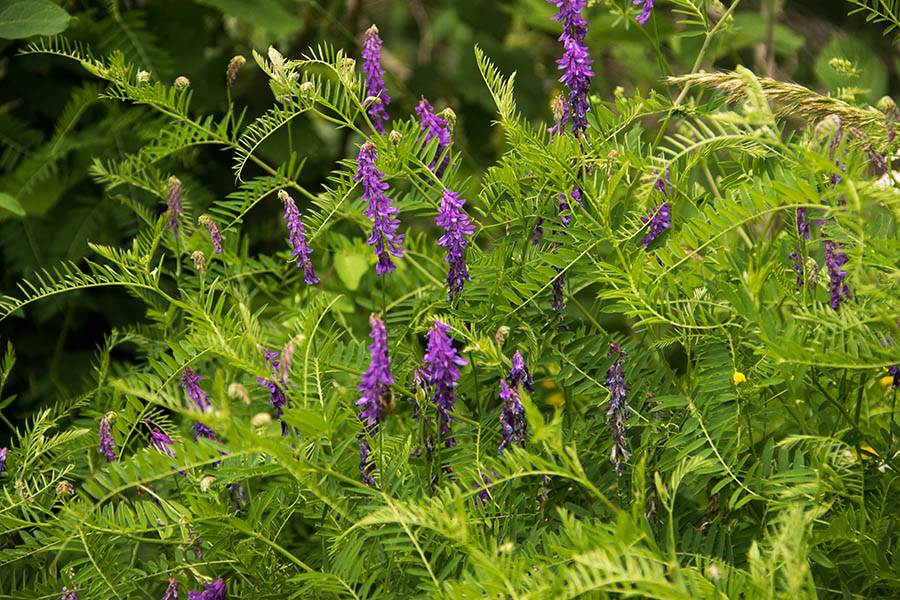 Ptičja grašica
Ptičja grašica (Vicia cracca)
Ključne besede: ptičja grašica vicia cracca