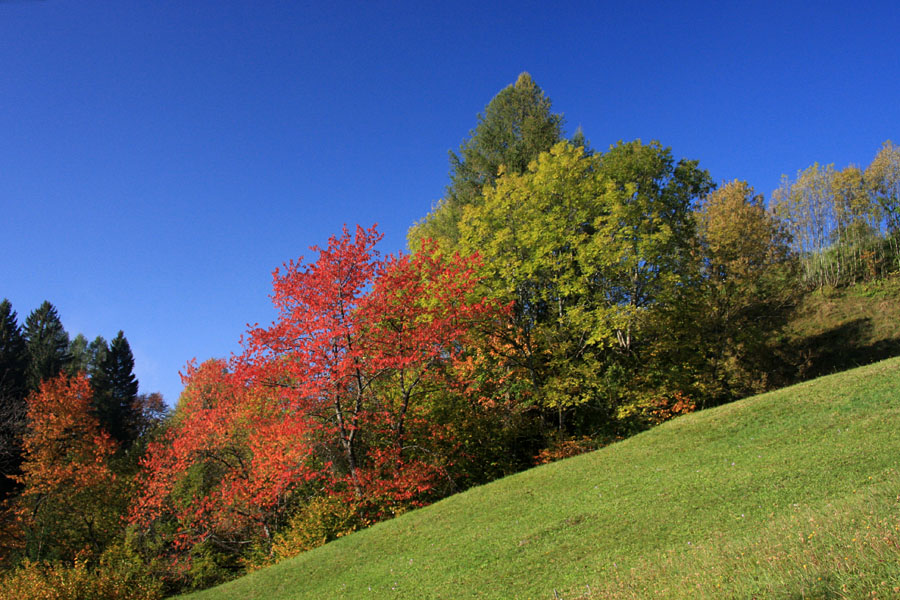 V barvah jeseni III
Podjelje
Ključne besede: podjelje bohinj jesen