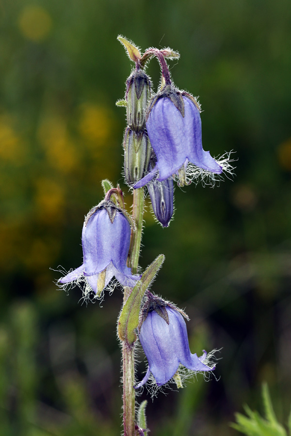 Brkata zvončica
Brkata zvončica na Pokljuki.
Ključne besede: brkata zvončica campanula barbata