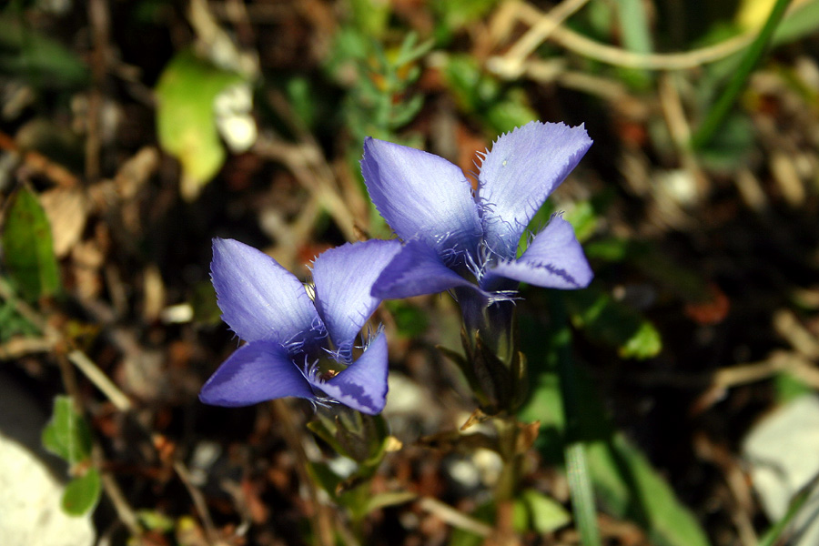 Resasti sviščevec
Resasti sviščevec (Gentianella ciliata). Gore nad Komno.
Ključne besede: resasti sviščevec gentianella ciliata
