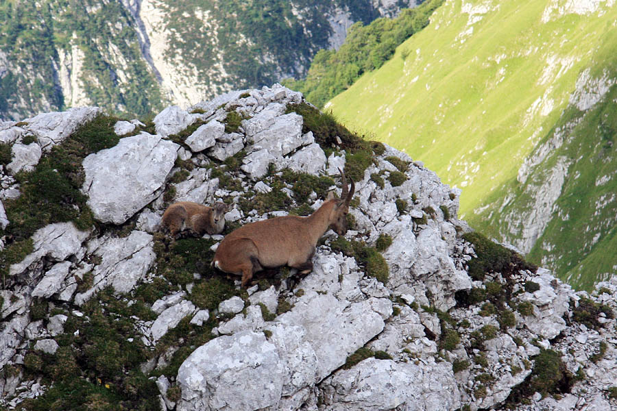Počitek na grebenu
Kozoroginja z mladičem. Pot čez Plemenice (Bambergova pot).
Ključne besede: kozorog capra ibex ibex