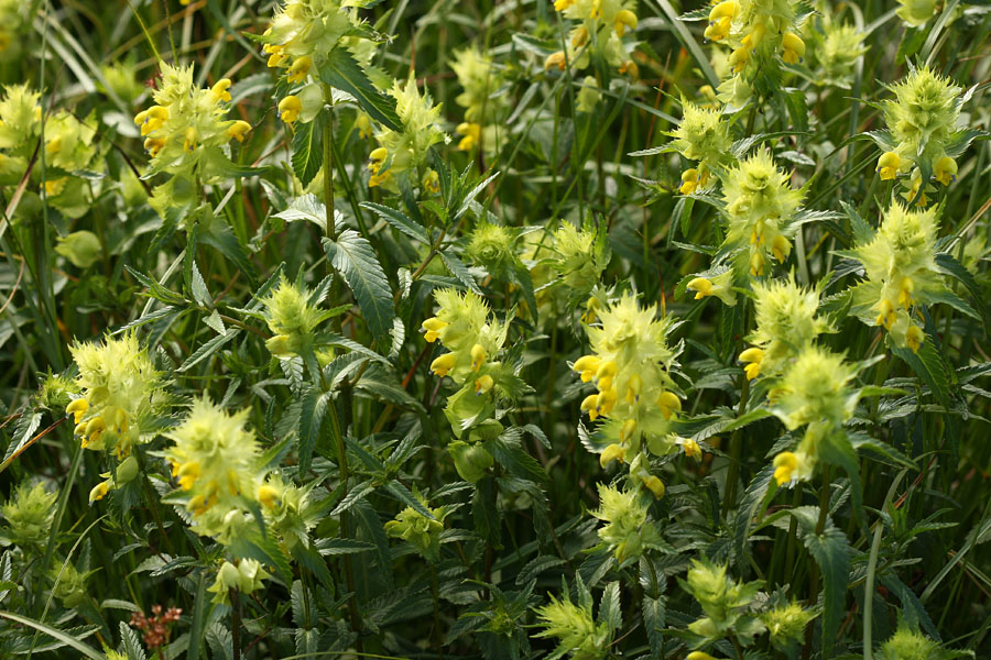 Resasti škrobotec
Lepe polzajedalske rastline. 
Ključne besede: resasti škrobotec rhinanthus glacialis