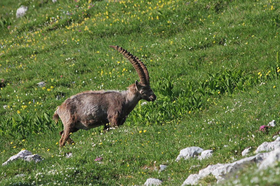 Paša na sedlu
Kozorog na paši Škrbine prednje Špranje.
Ključne besede: kozorog capra ibex