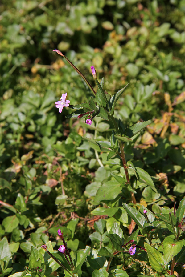 Črvinkasti vrbovec
Črvinkasti vrbovec v planini Zapotok.
Ključne besede: črvinkasti vrbovec epilobium alsinifolium