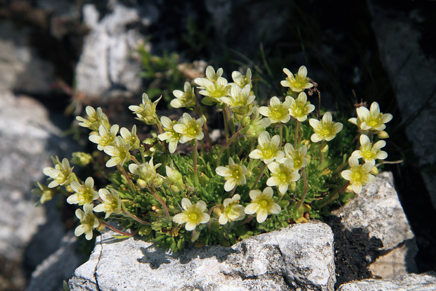 Kranjski kamnokreč
Kranjski ali izbrazdani kamnokreč na Koštrunovih špicah.
Ključne besede: kranjski izbrazdani kamnokreč saxifraga exarata carniolica