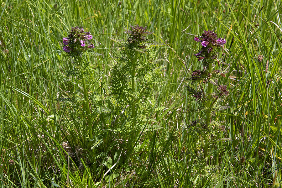 Močvirski ušivec
Močvirski ušivec na Jelovici.
Ključne besede: močvirski ušivec pedicularis palustris