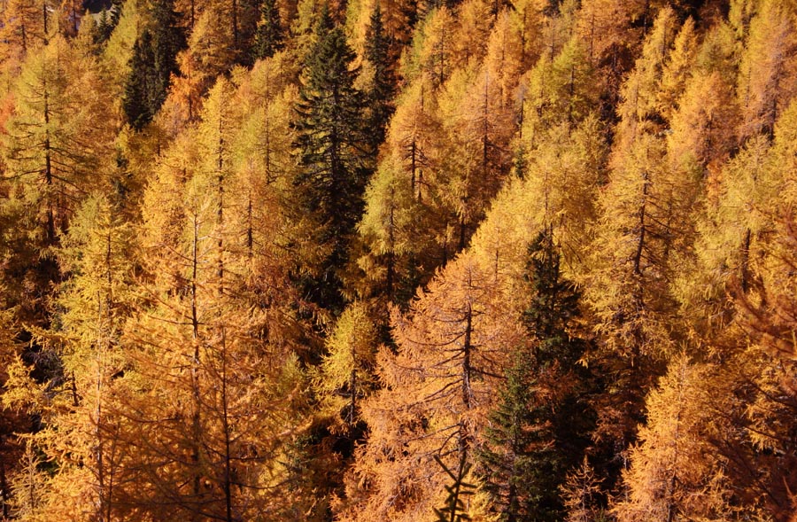Zlati gozd
Macesni so najlepši v pozni jeseni. Nad planino Lipanca proti Debeli peči.
Ključne besede: planina lipanca macesni jesen