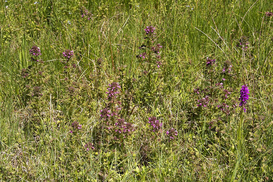 Močvirski ušivec
Močvirski ušivec na Jelovici.
Ključne besede: močvirski ušivec pedicularis palustris