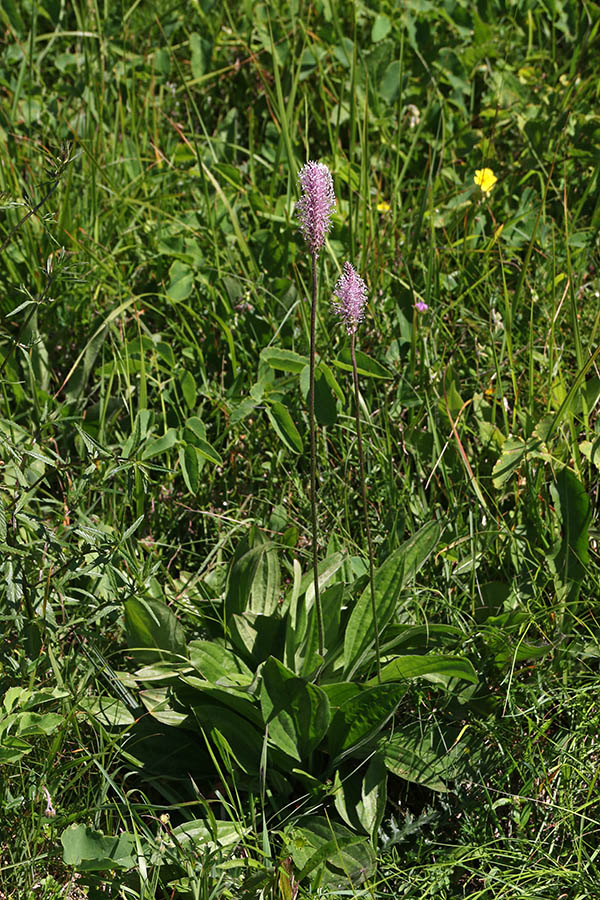 Srednji trpotec
Srednji trpotec (Plantago media), čeprav ima velike liste
Ključne besede: srednji trpotec plantago media