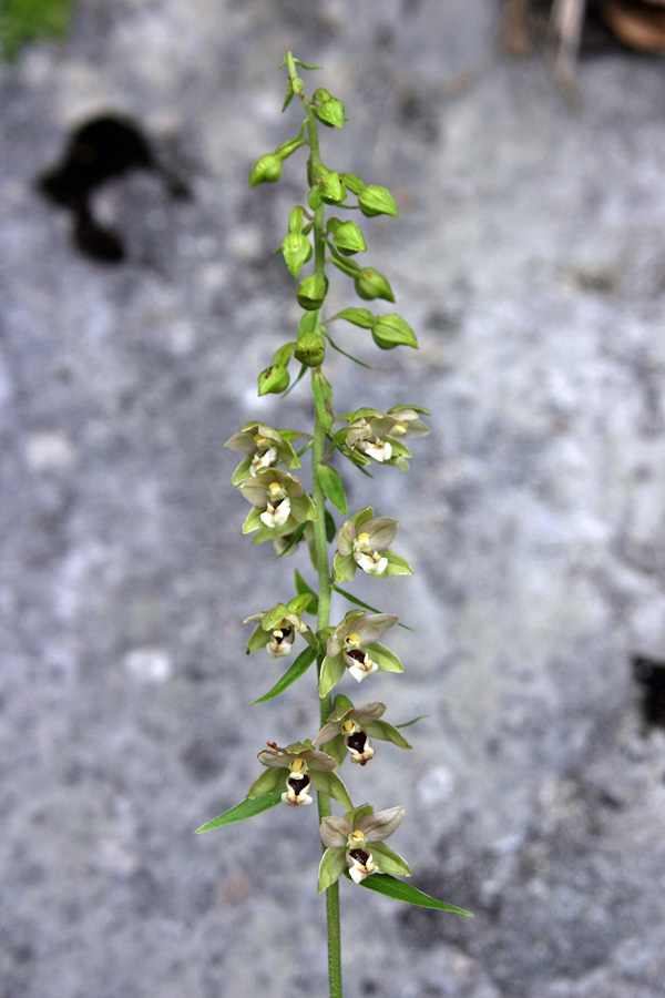 Širokolistna močvirnica
Širokolistna močvirnica (Epipactis helleborine). Močvirnic je pri nas več vrst, zanimivo pa je, da jih večina sploh ne raste v močvirjih. Ta je s Soriške planine.

Ključne besede: širokolistna močvirnica epipactis helleborine orbicularis e. distans