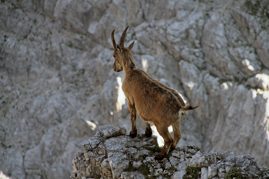Kozoroginja
Kozoroginja nad prepadom. Koštrunove špice.
Ključne besede: kozorog capra ibex