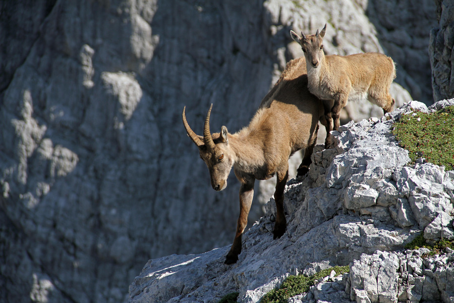 Kozoroga
Ob mami je vse bolj sigurno in varno. Koštrunove špice.
Ključne besede: kozorog capra ibex