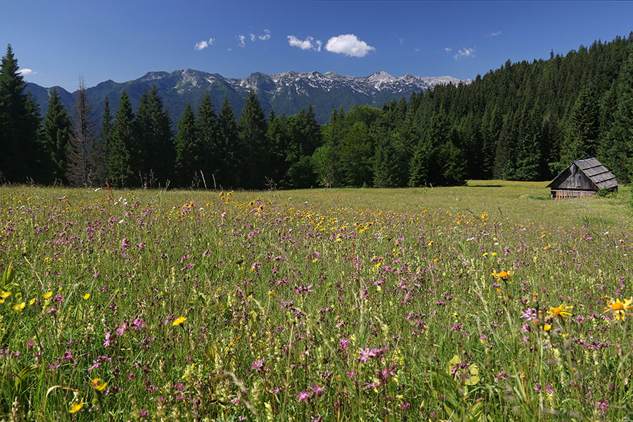 Planina Konjska dolina
Planina Konjska dolina.
Ključne besede: planina konjska dolina