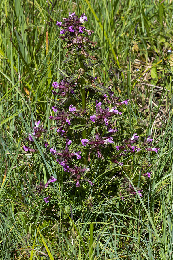 Močvirski ušivec
Močvirski ušivec na Jelovici.
Keywords: močvirski ušivec pedicularis palustris