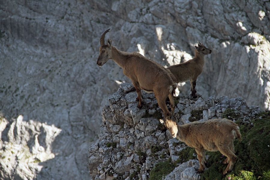 Kozorogi
Mama in mladina nad prepadom. Koštrunove špice.
Ključne besede: kozorog capra ibex