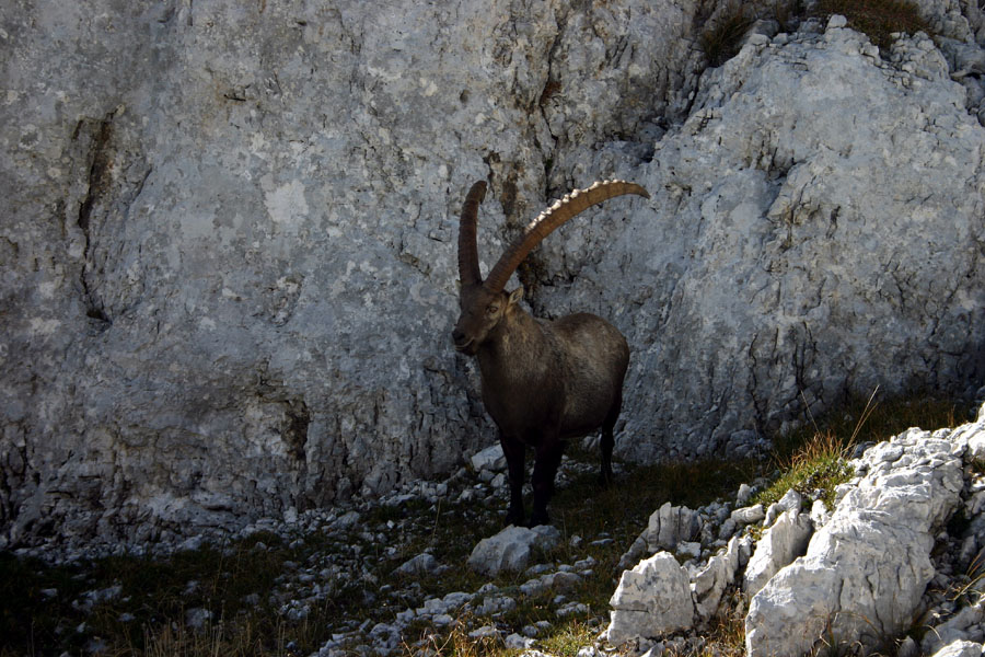 Lepotec
Temu sem se pa kar malo bal približati. Pa me je spustil na kake 5m. Iz sence pa ni hotel priti.Potem pa je legel in počival. Lepo Špičje.
Ključne besede: kozorog capra ibex ibex