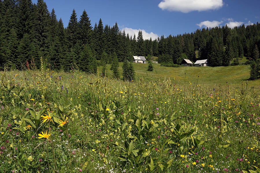 Planina Konjska dolina
Planina Konjska dolina
Ključne besede: planina konjska dolina
