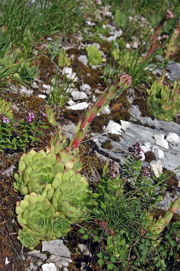 Navadni netresk
Navadni netresk. Kar nisem mogel verjeti koliko ga raste ob bližnjem Ajdovskem gradcu.
Ključne besede: navadni netresk sempervivum tectorum