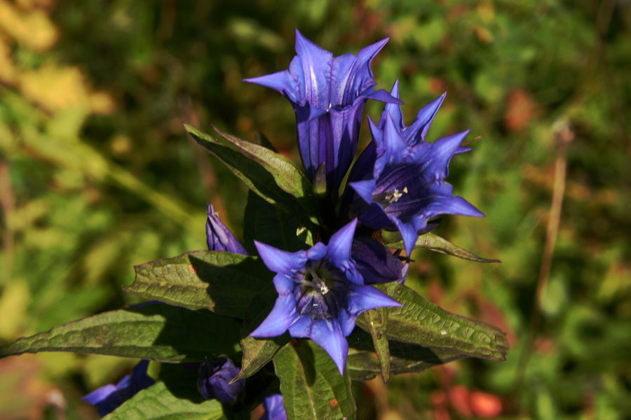 Svečnik
Svečnik (Gentiana asclepiadea). Ena redkih še cvetočih rož. Jelovica.
Ključne besede: svečnik gentiana asclepiadea