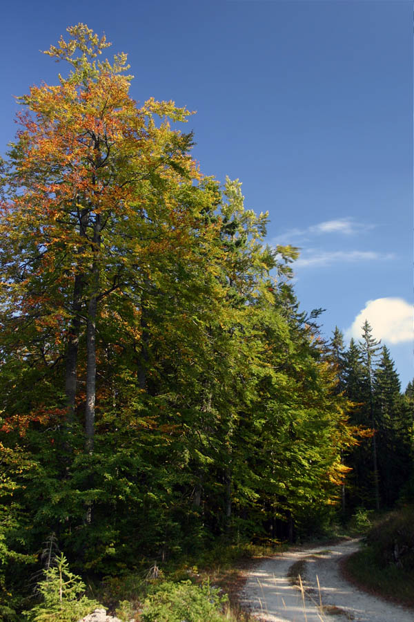 Pot v jesen
Gozdna cesta na Jelovici.
Ključne besede: jelovica bohinj jesen