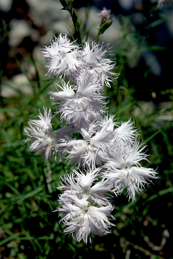 Sonček je in ti si skuštrana...
Montpellierski klinček (Dianthus monspessulanus). Na Ajdovskem gradcu.
Ključne besede: montpellierski klinček dianthus monspessulanus