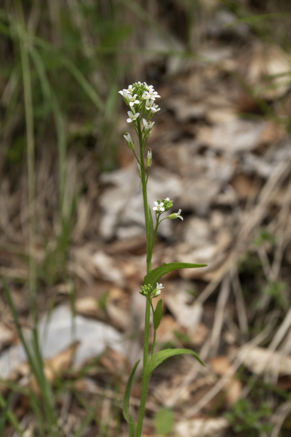 Dlakavi repnjak
Dlakavi repnjak na Baškem sedlu.
Ključne besede: dlakavi repnjak arabis hirsuta