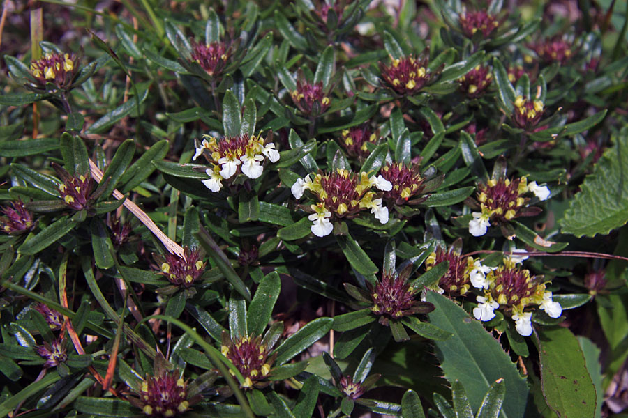 Gorski vrednik
Gorski vrednik ob poti na sedlo Luknja.
Ključne besede: gorski vrednik teucrium montanum