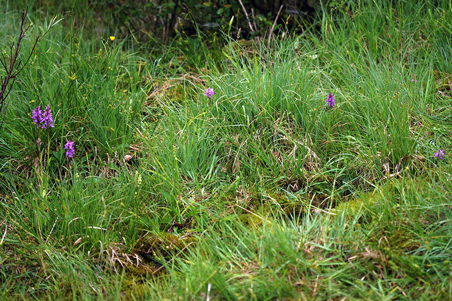 Laponska kukavica
Rastišče laponske kukavice.
Ključne besede: laponska kukavica dactylorhiza lapponica
