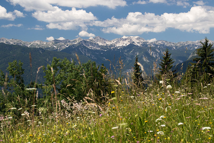 Na planini Zajamniki
Na planini Zajamniki.
Ključne besede: planina zajamniki