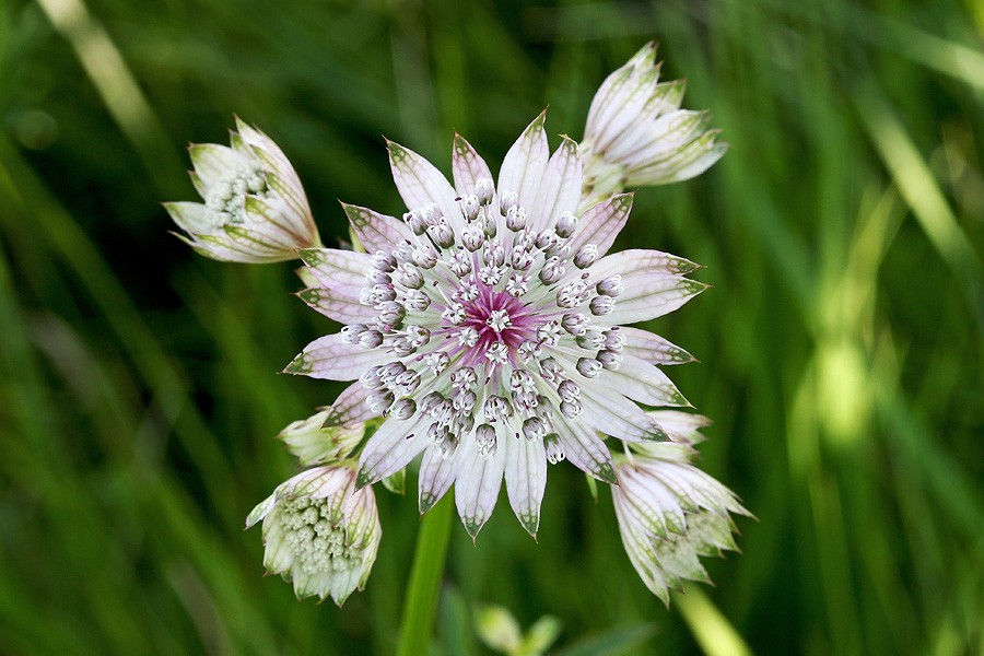 Veliki zali kobulček
Veliki zali kobulček na Ravnah.
Ključne besede: veliki zali kobulček astrantia major