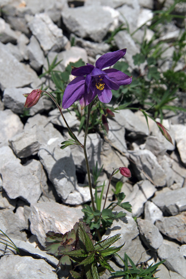 Julijska orlica
V meliščih pod sedlom Čez Štapce.
Ključne besede: julijska orlica aquilegia julia