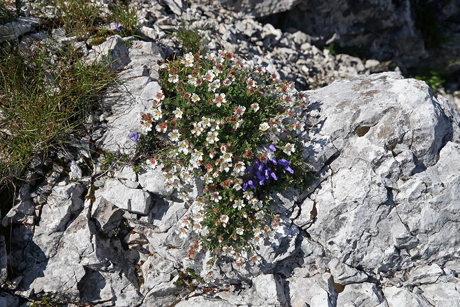 Šopek
Clusijev petoprstnik in zoisova zvončica. Pod Voglom.
Ključne besede: clusijev petoprstnik potentilla clusia