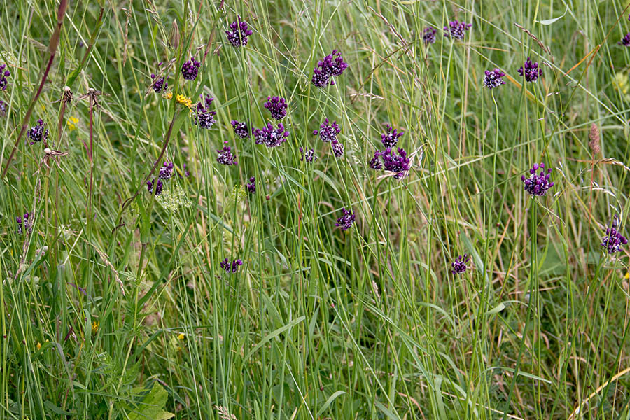 Divji luk
Divji luk (Allium scorodoprasum)
Ključne besede: divji luk allium scorodoprasum