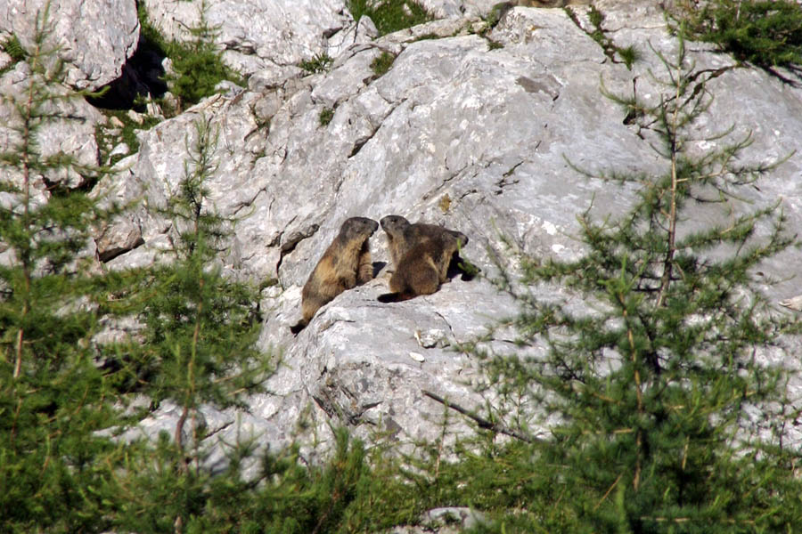 Posvet
Družina svizcev na posvetu. Posvet ni trajal dolgo, saj so se hitro poskrili v luknje. V Velski dolini.
Ključne besede: alpski svizec marmota caligata