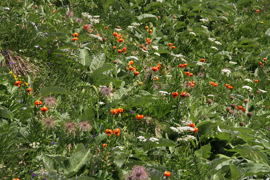 Kranjske lilije
Pravi nasad kranjskih lilij na meliščih Čez Štapce.
Ključne besede: kranjska lilija zlato jabolko lilium carniolicum