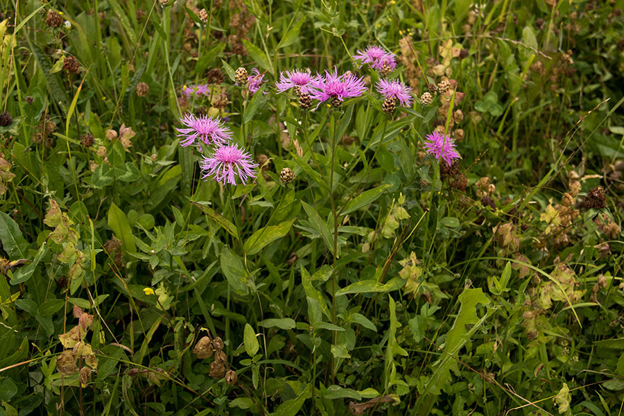 Navadni glavinec
Navadni glavinec (Centaurea jacea)
Ključne besede: navadni glavinec centaurea jacea